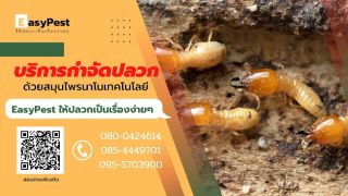 cockroach pest control bangkok Easypest กำจัดปลวก และ แมลงรังควาน